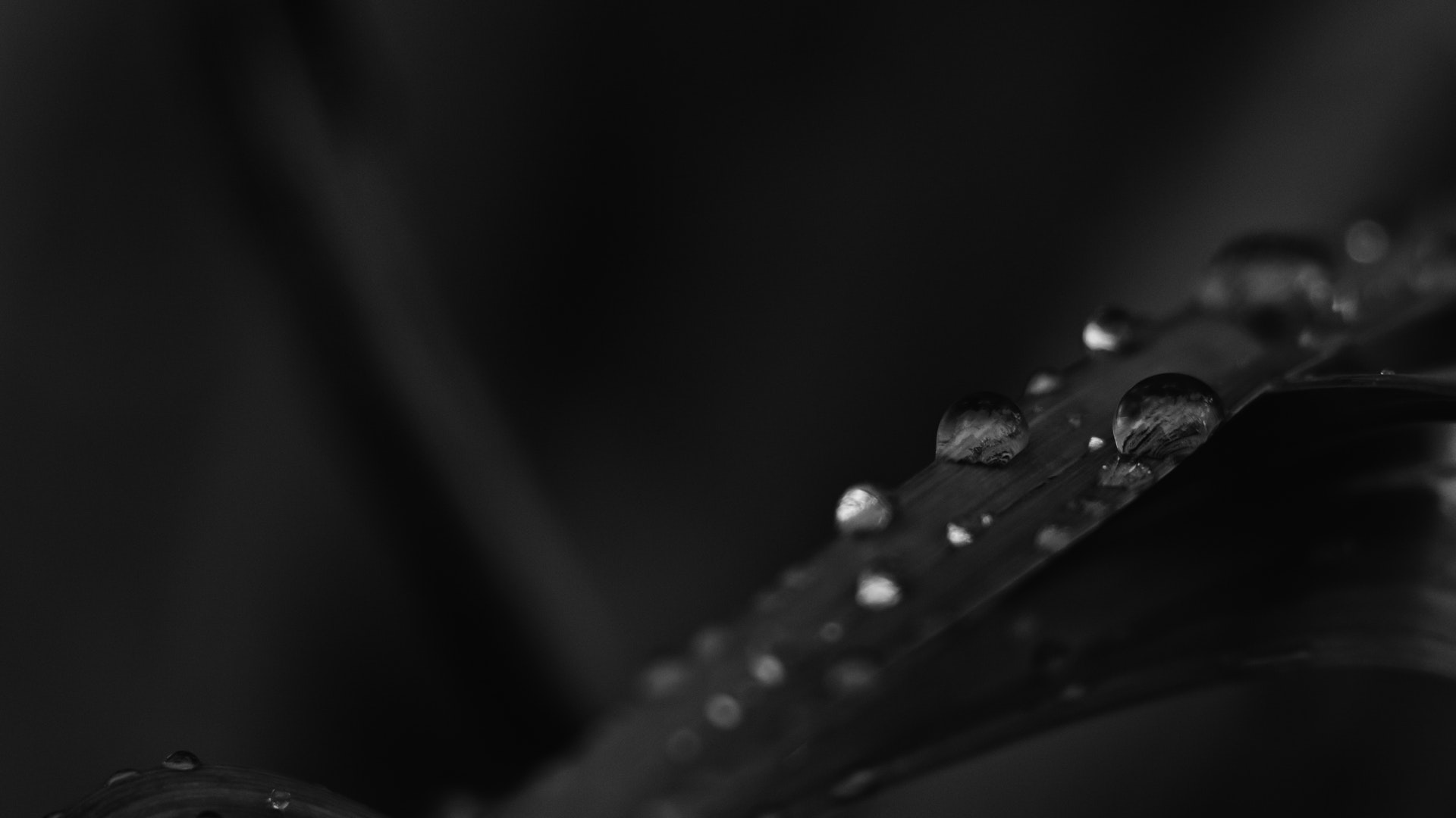 iuliani_slider2